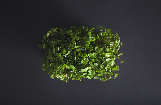 5 Unique Ways to Incorporate Microgreens into Your Diet