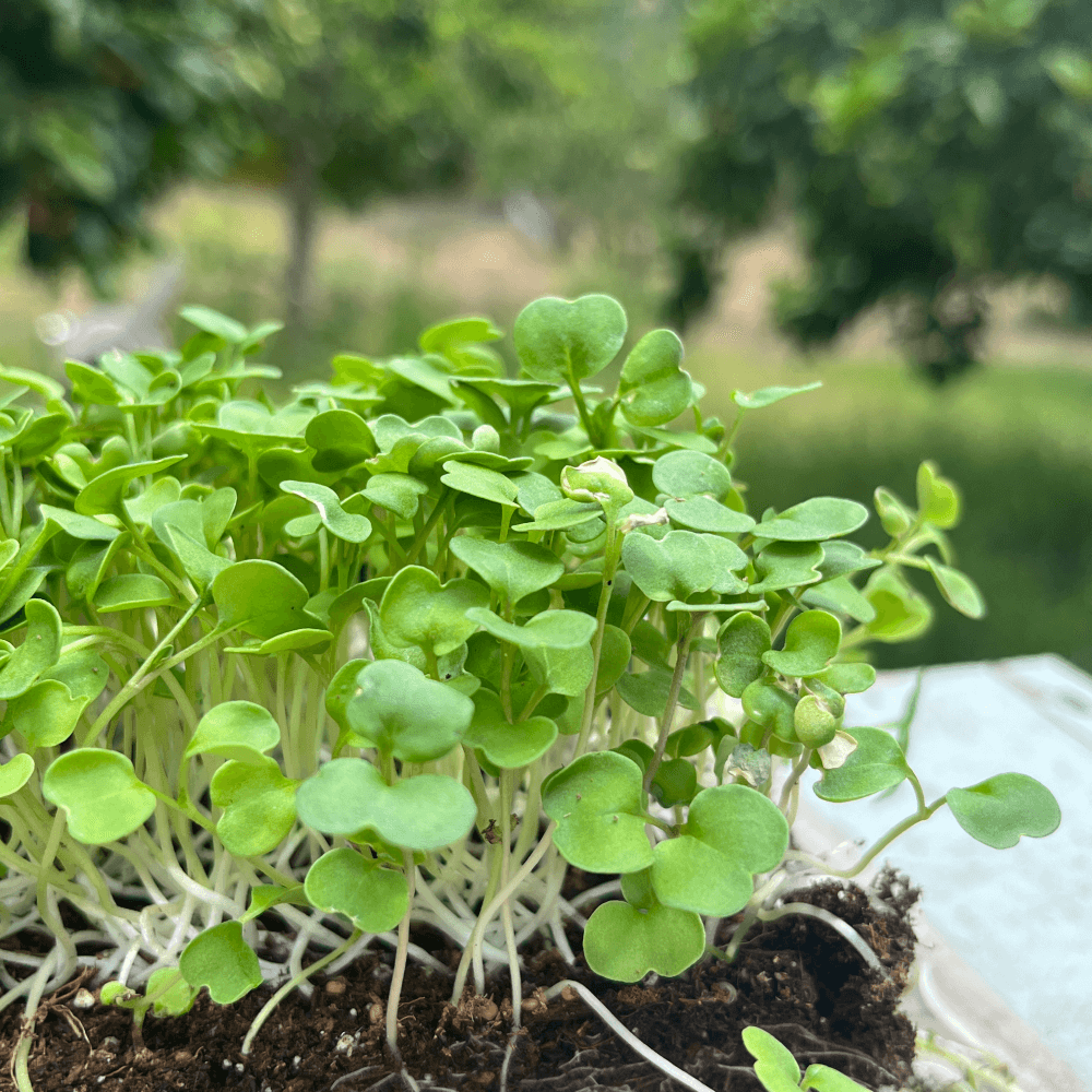 Arugula