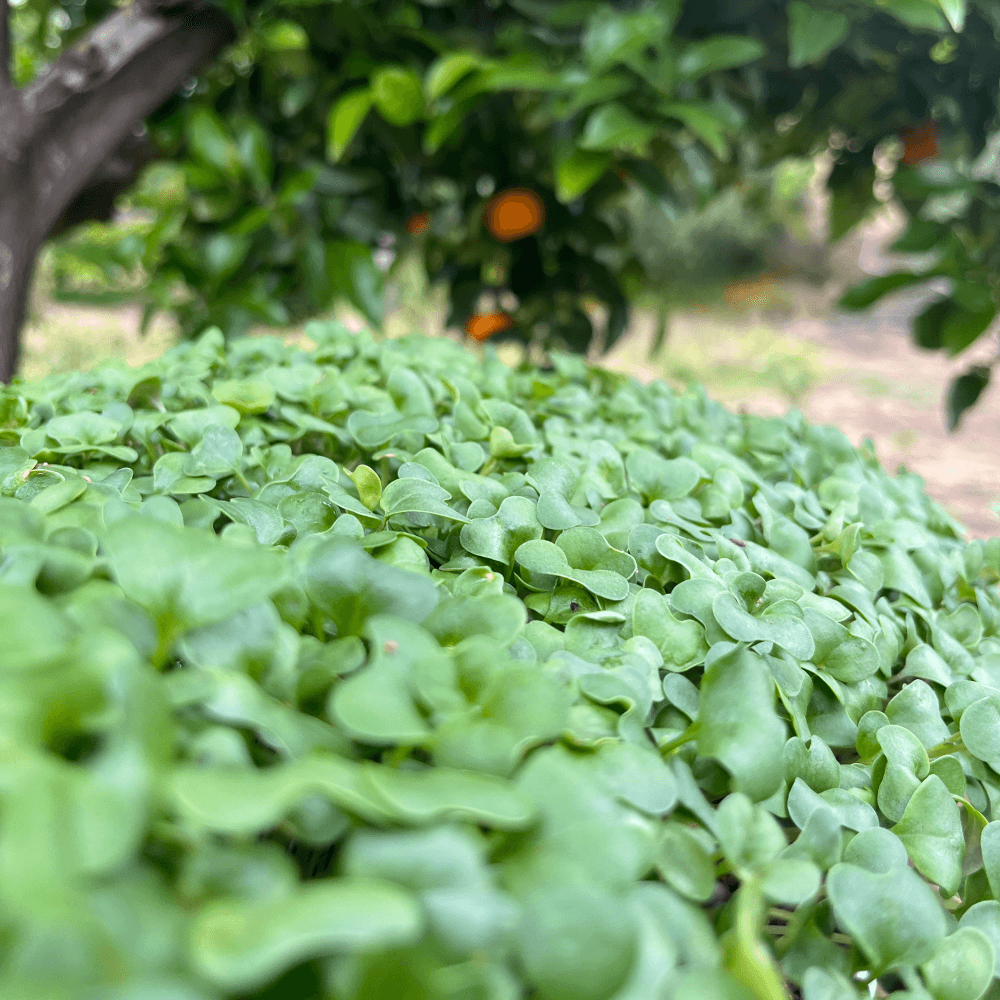 Broccoli